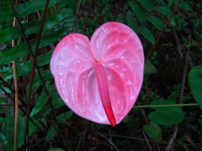 Anthuriums love it here.