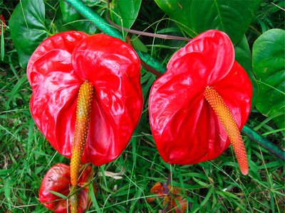 Scaled Image 1.jpg (776.65 KiB) Viewed 56893 times And they come in colors.