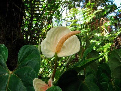 Creamy one here, I have a few purple ones, but none blooming now