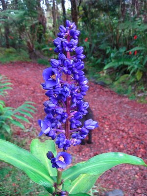 This is called blue ginger.  The color is really a little darker, a very long lasting bloom.