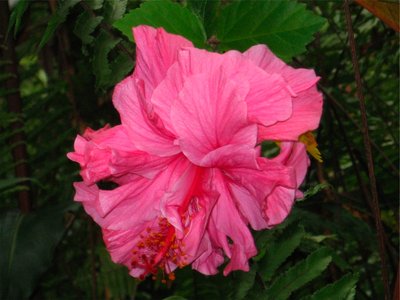 Hibiscus comes in many colors and blossom shape.