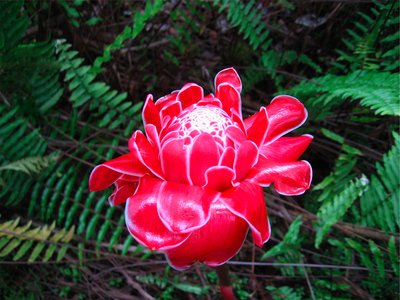 Torch ginger.