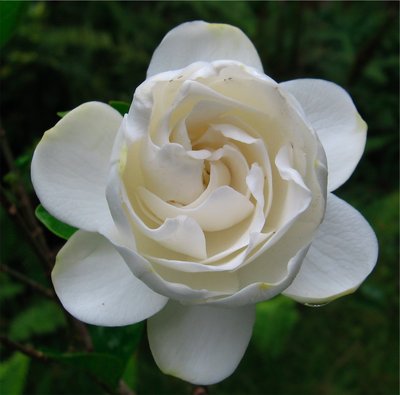 Gardenias, smell so good.  I have three kinds here, and there are more I could add.