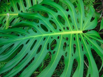 Swiss Cheese Plant.  Monstera deliciosa, actually has an edible fruit, if you let it get very ripe