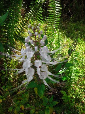 Scaled Image 8.jpg (1.07 MiB) Viewed 55461 times This is called cat's whiskers. You can see why.