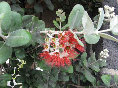 Lehua blossom on ohia tree