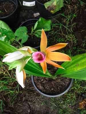 Scaled Image 1.jpg (521.28 KiB) Viewed 56495 times Called a Forest Orchid by some of my friends, I forget the botanical name.