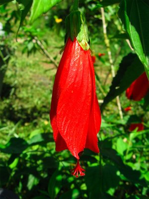 Sleeping Hibiscus, or Turk's Cap.  It does not open up like a regular Hibiscus.