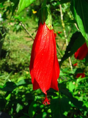Scaled Image 2.jpg (358.51 KiB) Viewed 56495 times Sleeping Hibiscus, or Turk's Cap. It does not open up like a regular Hibiscus.