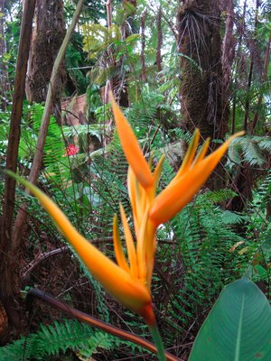 This is a dendrobium?  In the same family with Bird of Paradise.