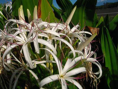 Scaled Image.jpg (452.75 KiB) Viewed 54083 times Cheating here, mine has not yet bloomed, but is doing well.